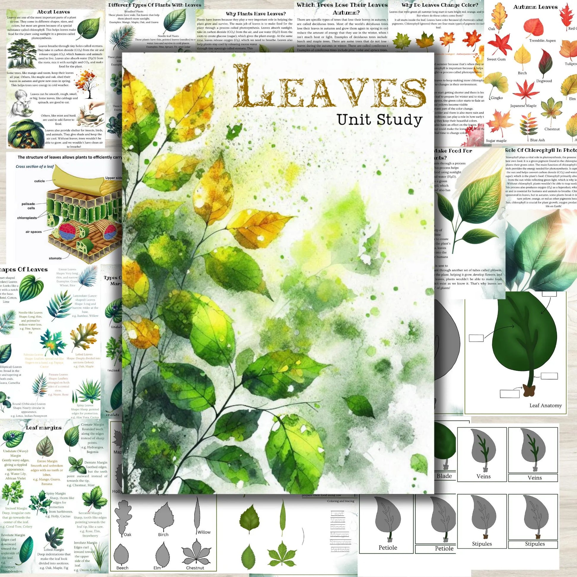 BOTANY bundle, Flower unit, Roots unit, Fruits unit, trees unit, Leaf unit, Anatomy bundle, life cycle, plant science unit, plant homeschool
