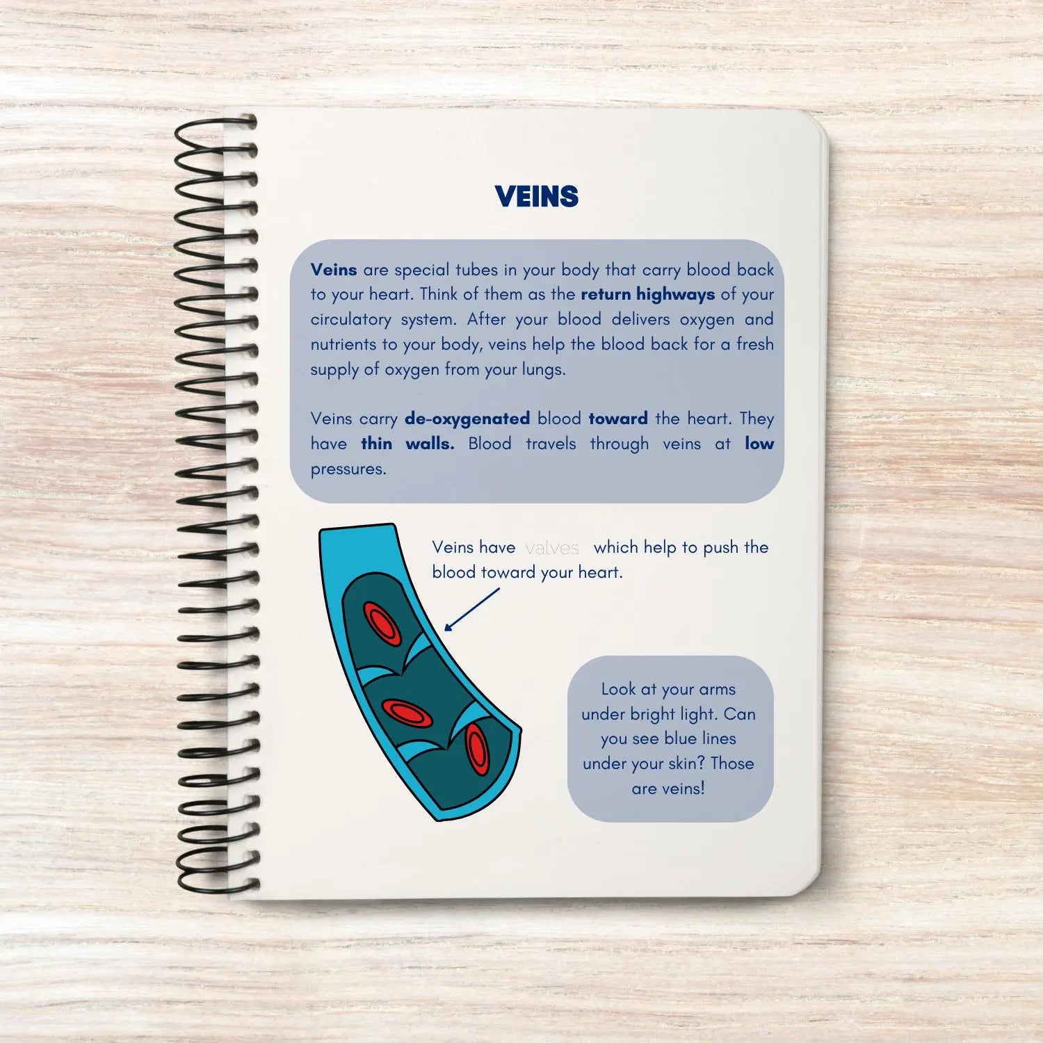 Circulatory system activity book | Printable Worksheets | Homeschool Resources | Anatomy Curriculum | Learning Activities | STEM for kids