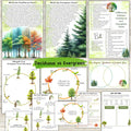 BOTANY bundle, Flower unit, Roots unit, Fruits unit, trees unit, Leaf unit, Anatomy bundle, life cycle, plant science unit, plant homeschool
