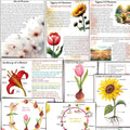 BOTANY bundle, Flower unit, Roots unit, Fruits unit, trees unit, Leaf unit, Anatomy bundle, life cycle, plant science unit, plant homeschool