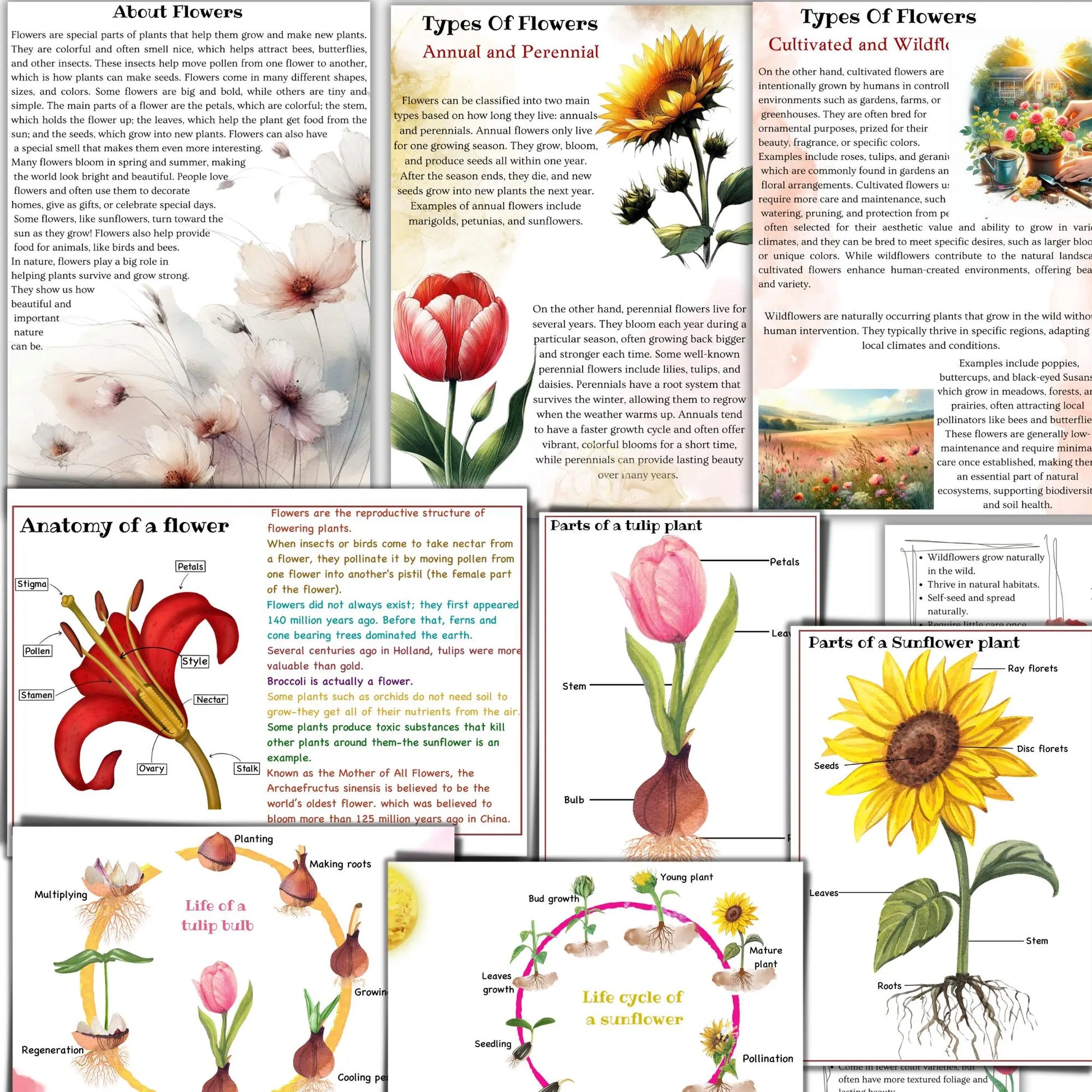 BOTANY bundle, Flower unit, Roots unit, Fruits unit, trees unit, Leaf unit, Anatomy bundle, life cycle, plant science unit, plant homeschool