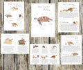 SEA TURTLE mini unit printable pack-Charlotte mason inspired