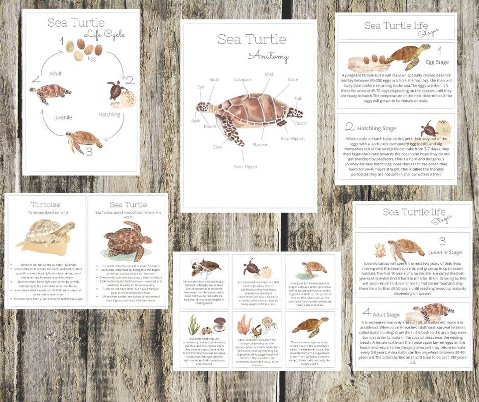 SEA TURTLE mini unit printable pack-Charlotte mason inspired