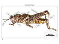 Parts of a Grasshopper Puzzle with Nomenclature Cards (6-9) (Printed) | Montessori Materials | Montessori Zoology | Three Part Cards