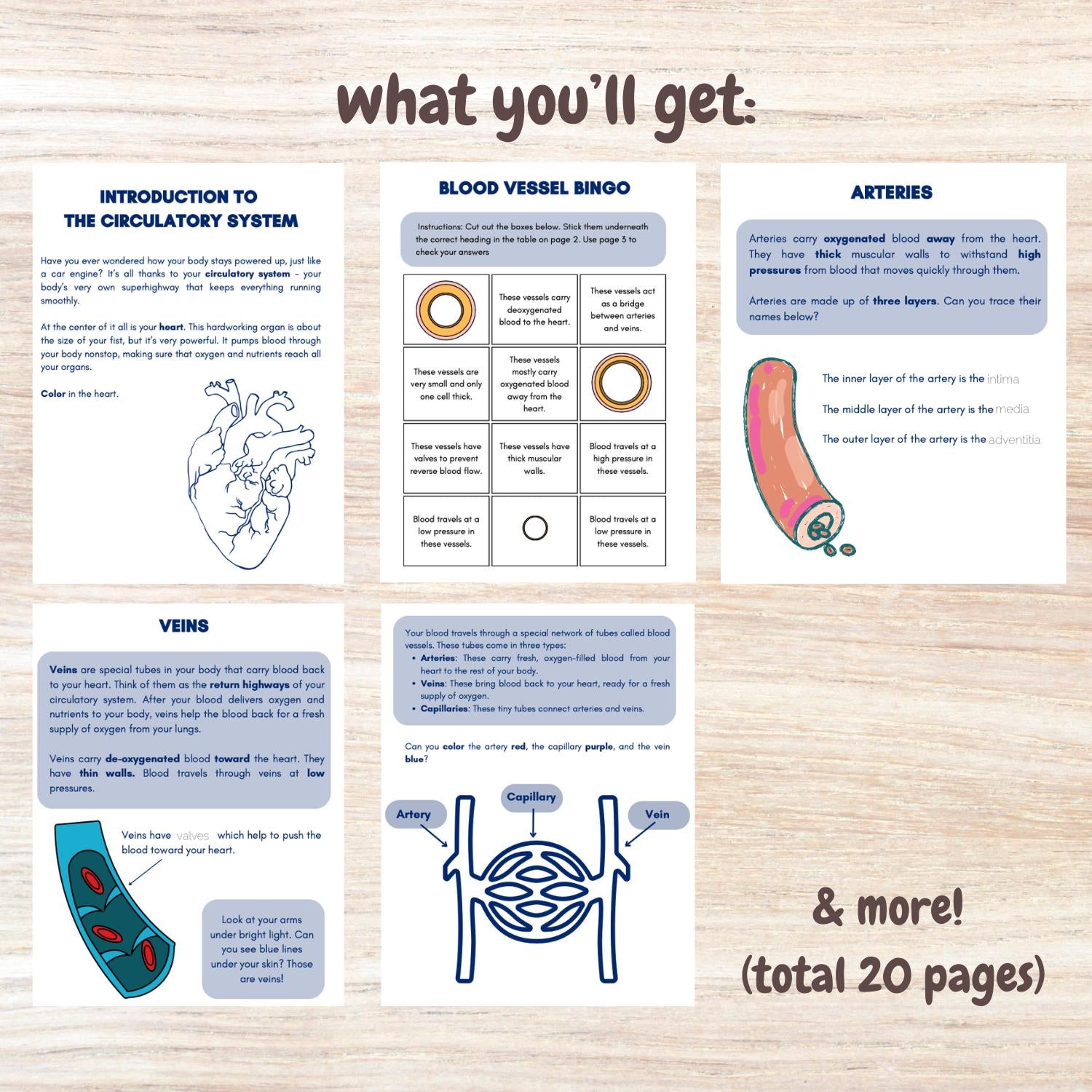 Circulatory system activity book | Printable Worksheets | Homeschool Resources | Anatomy Curriculum | Learning Activities | STEM for kids