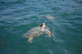 SEA TURTLE mini unit printable pack-Charlotte mason inspired