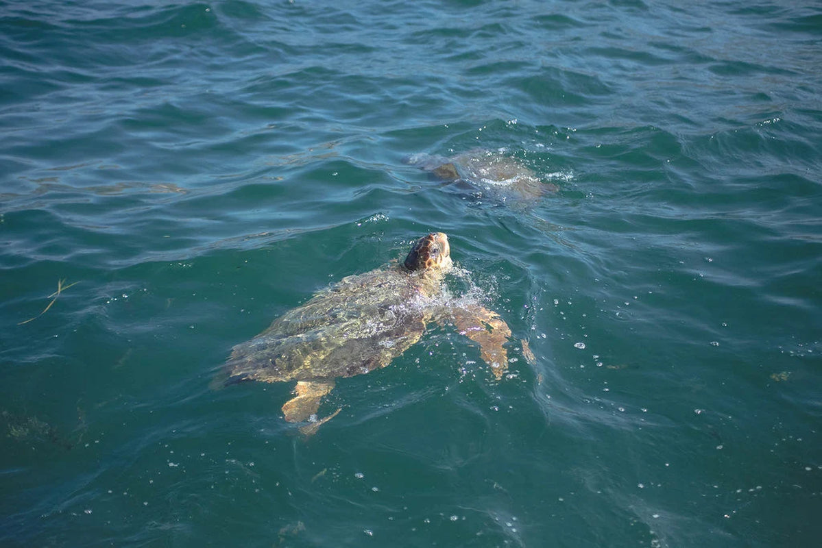SEA TURTLE mini unit printable pack-Charlotte mason inspired