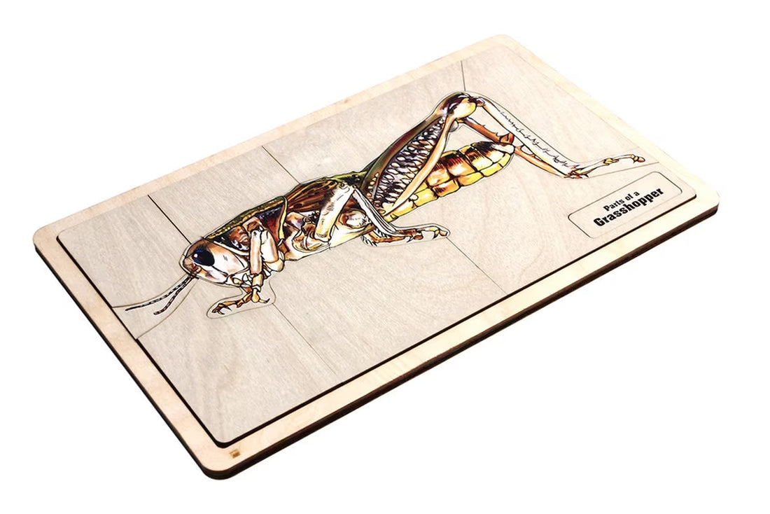 Parts of a Grasshopper Puzzle with Nomenclature Cards (6-9) (Printed) | Montessori Materials | Montessori Zoology | Three Part Cards