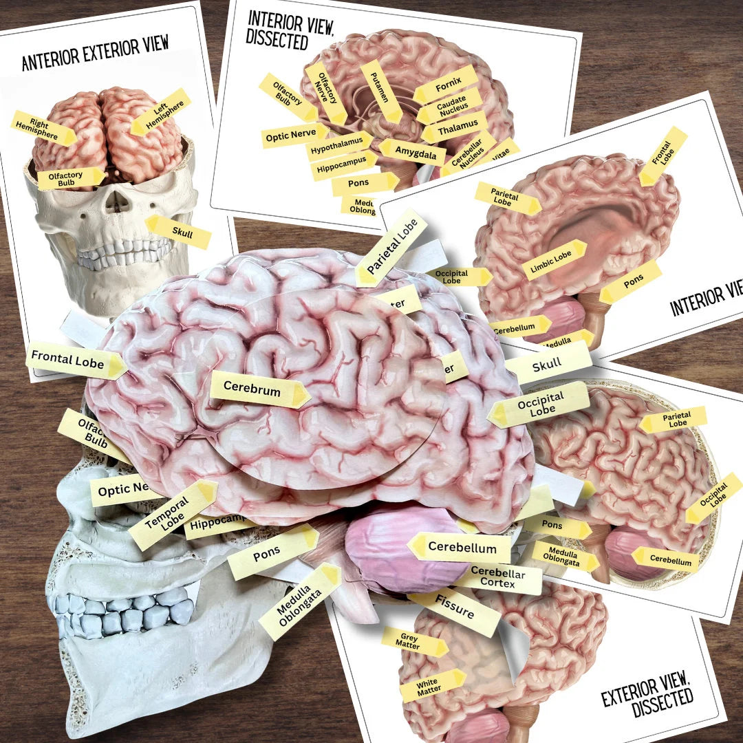 Anatomy HUMAN BRAIN - Full Color Anatomically Correct 2D Dissection Activity w/Tags & Flashcards