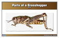 Parts of a Grasshopper Puzzle with Nomenclature Cards (6-9) (Printed) | Montessori Materials | Montessori Zoology | Three Part Cards