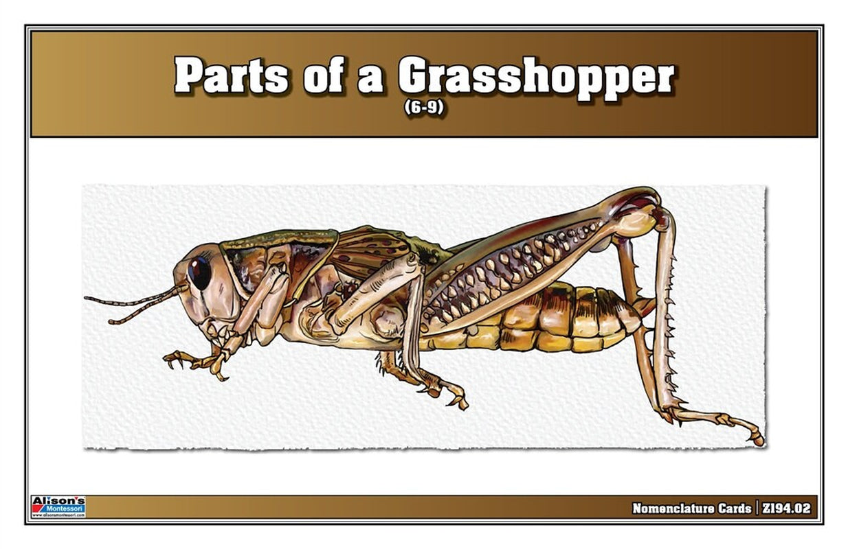 Parts of a Grasshopper Puzzle with Nomenclature Cards (6-9) (Printed) | Montessori Materials | Montessori Zoology | Three Part Cards
