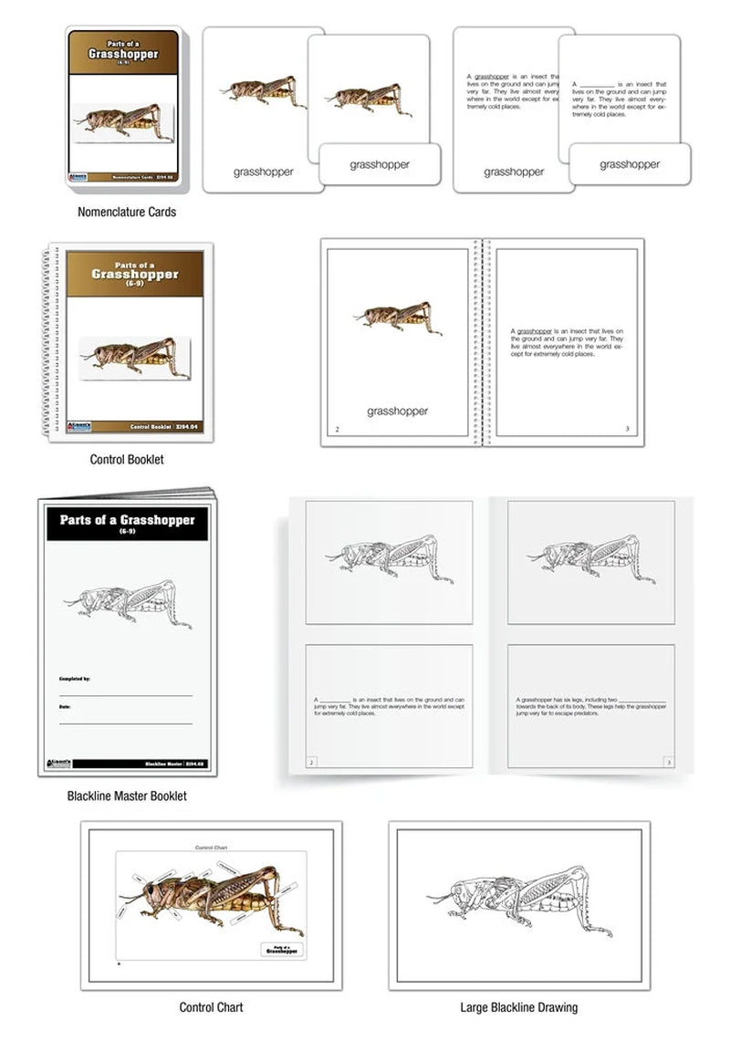 Parts of a Grasshopper Puzzle with Nomenclature Cards (6-9) (Printed) | Montessori Materials | Montessori Zoology | Three Part Cards