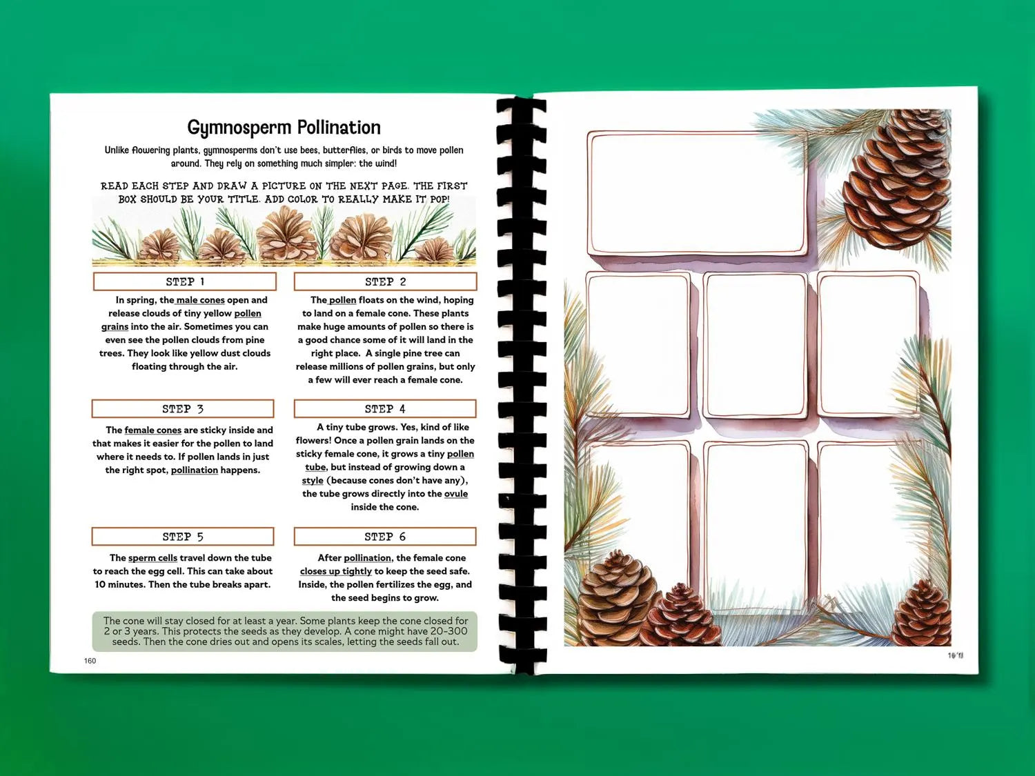 Botany Workbook for Homeschoolers - Grades 5–12 - Creative, Credit-Worthy Plant Science - Homeschool Middle School - Neurodivergent Friendly