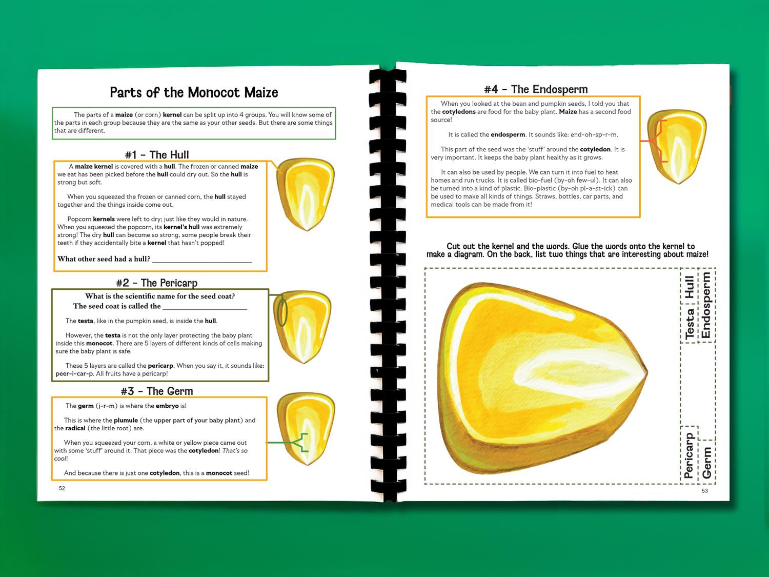 Botany Workbook for Homeschoolers - Grades 5–12 - Creative, Credit-Worthy Plant Science - Homeschool Middle School - Neurodivergent Friendly