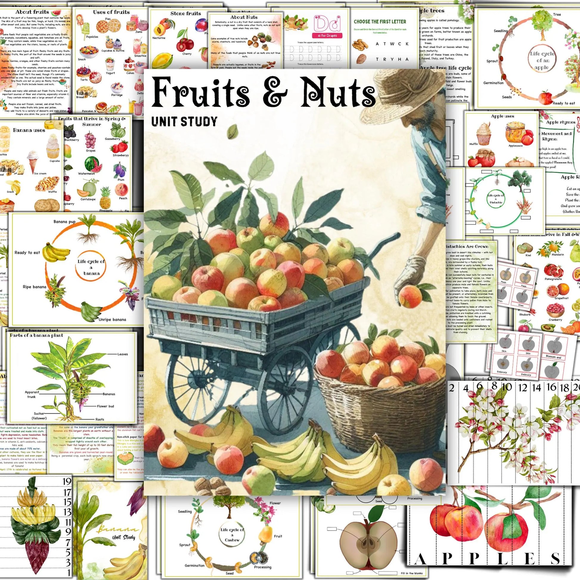 BOTANY bundle, Flower unit, Roots unit, Fruits unit, trees unit, Leaf unit, Anatomy bundle, life cycle, plant science unit, plant homeschool