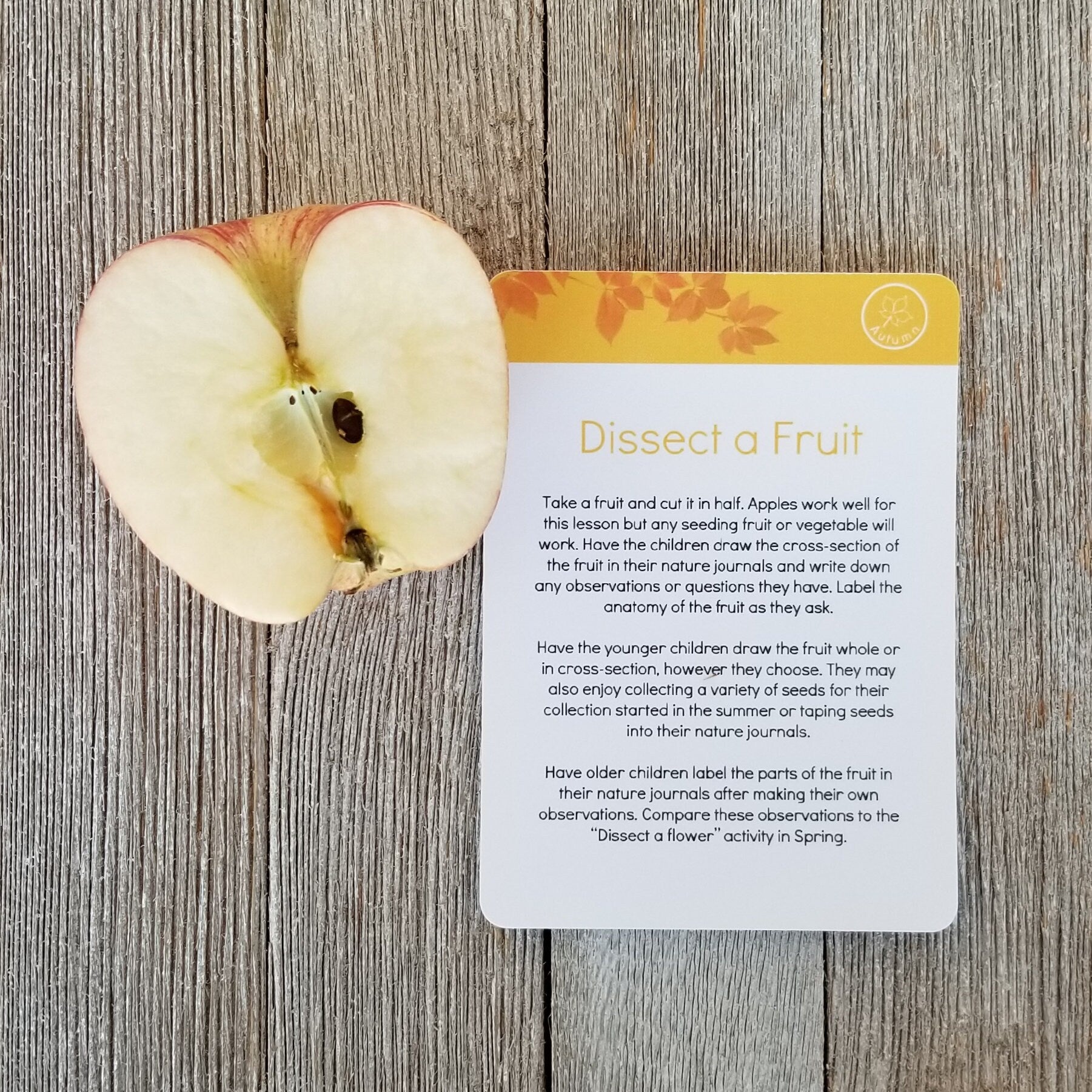 A Year of Nature Journaling Activity Cards