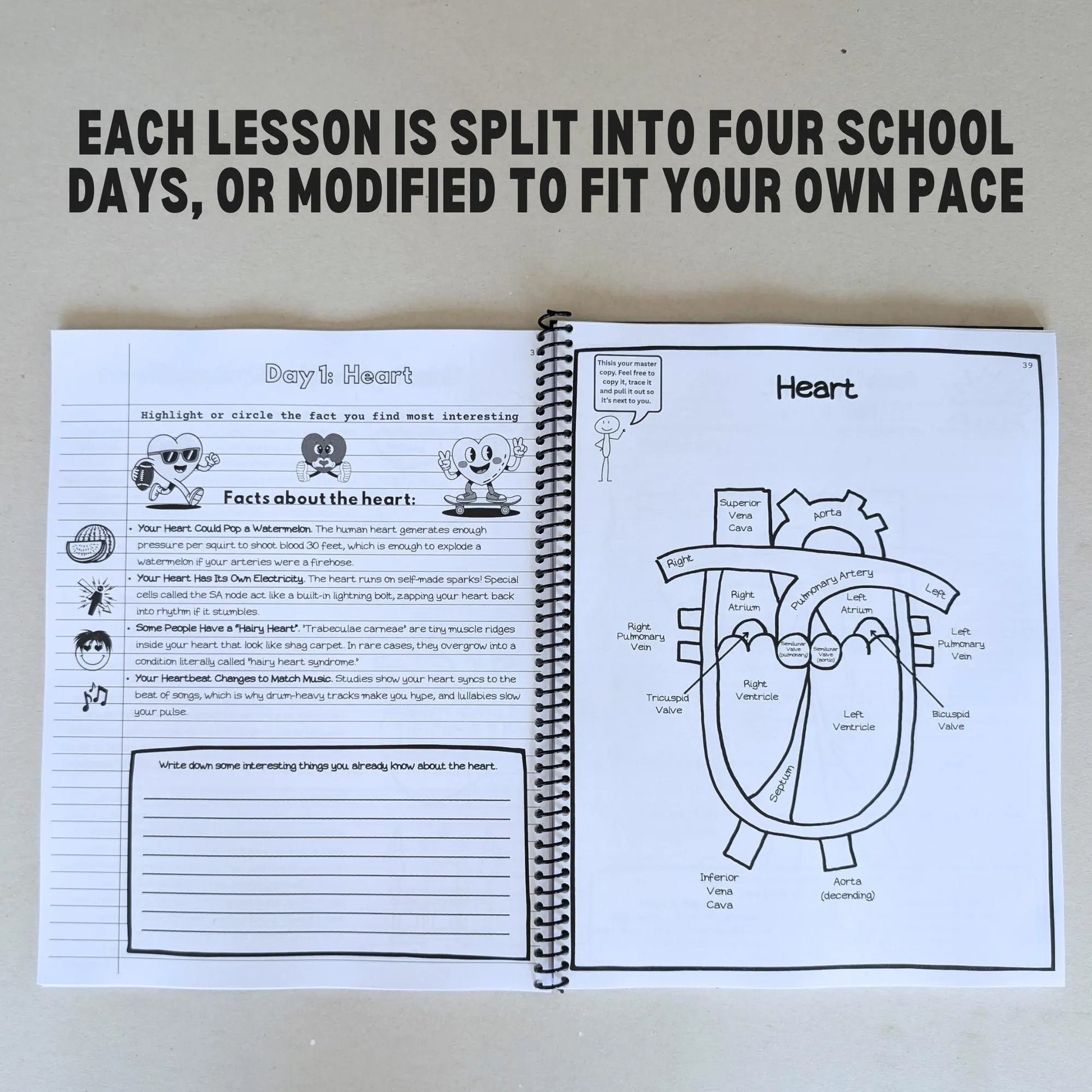 PRINTED Anatomy Workbook for Christian Homeschool Middle School Science Resource Guide for Challenge A and Classical Homeschooler Human Body