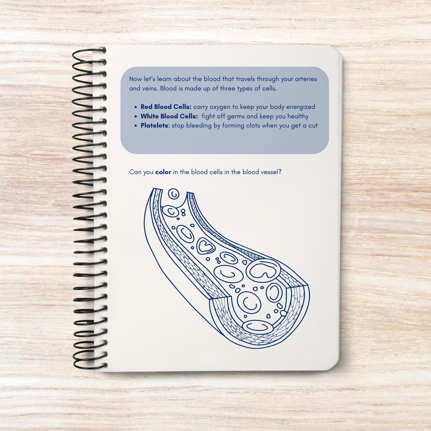 Circulatory system activity book | Printable Worksheets | Homeschool Resources | Anatomy Curriculum | Learning Activities | STEM for kids
