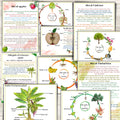 BOTANY bundle, Flower unit, Roots unit, Fruits unit, trees unit, Leaf unit, Anatomy bundle, life cycle, plant science unit, plant homeschool
