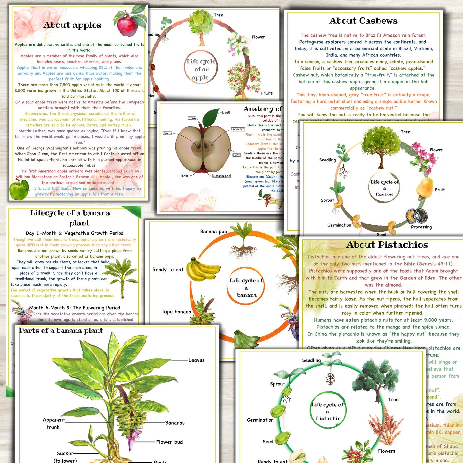 BOTANY bundle, Flower unit, Roots unit, Fruits unit, trees unit, Leaf unit, Anatomy bundle, life cycle, plant science unit, plant homeschool
