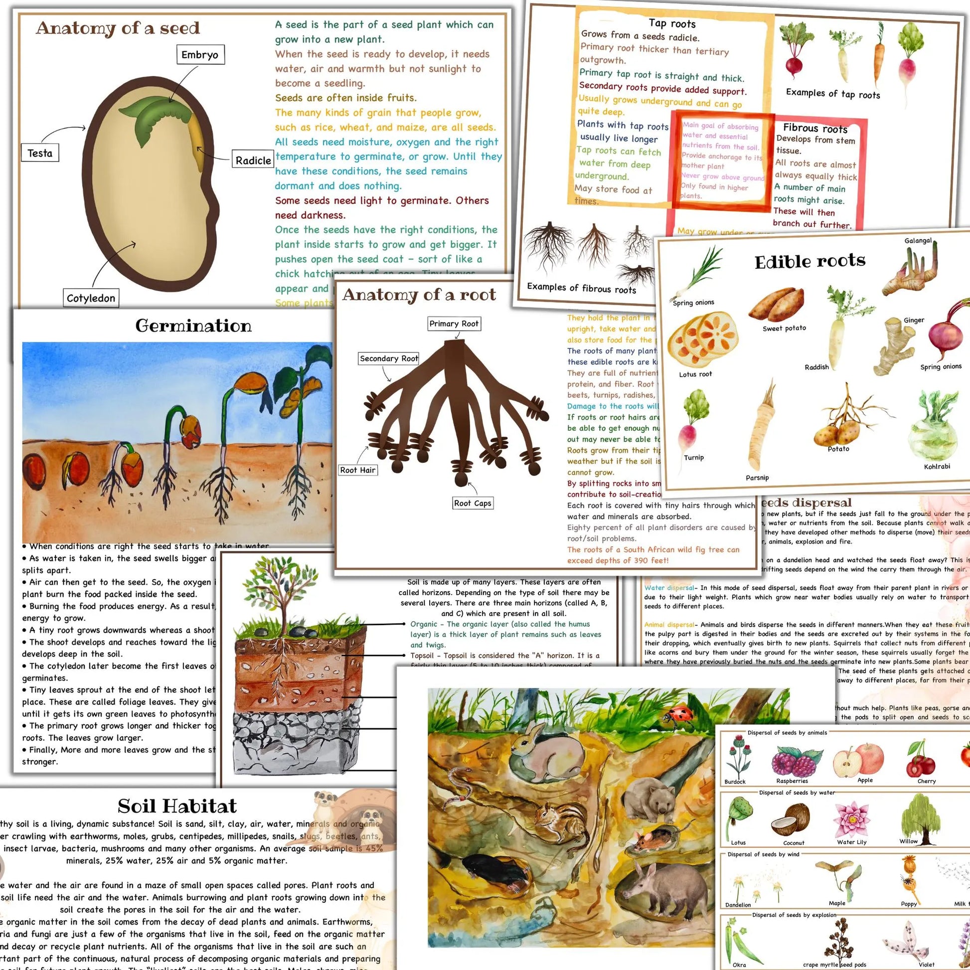 BOTANY bundle, Flower unit, Roots unit, Fruits unit, trees unit, Leaf unit, Anatomy bundle, life cycle, plant science unit, plant homeschool