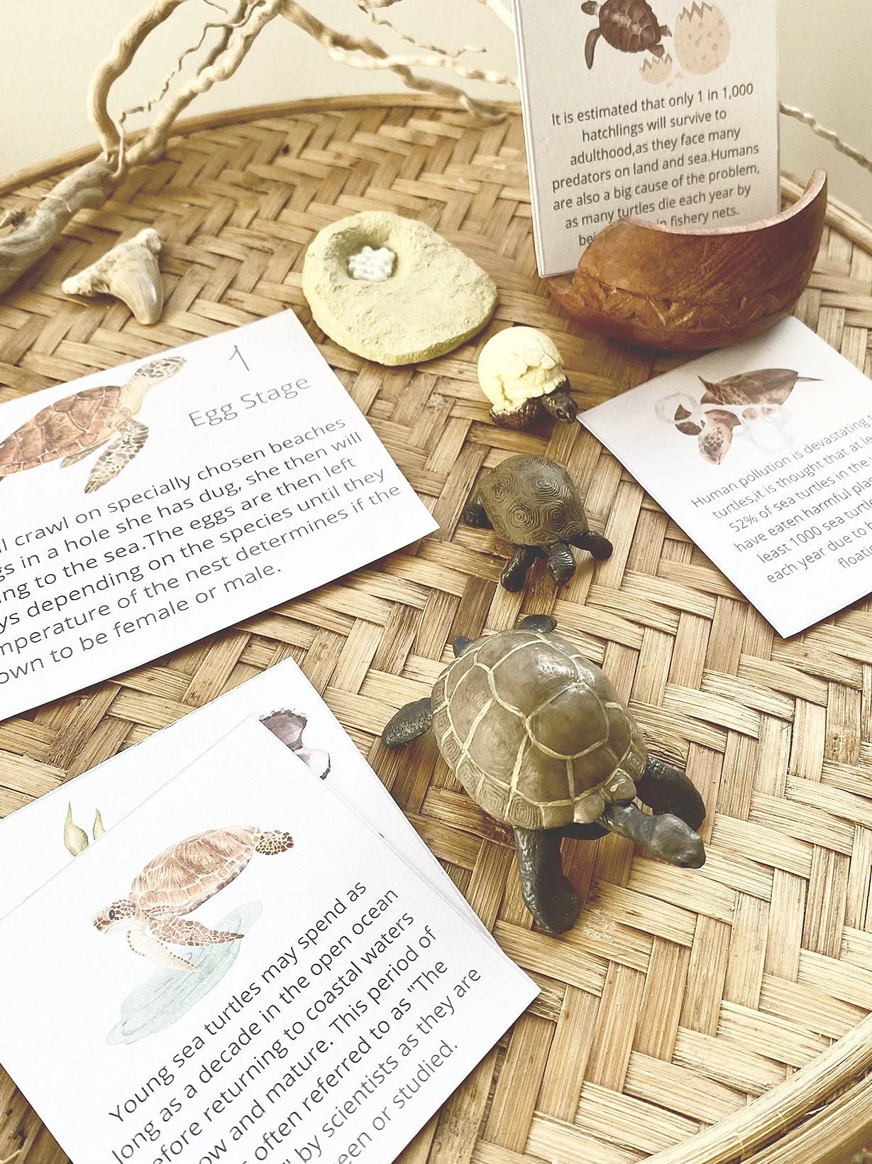 SEA TURTLE mini unit printable pack-Charlotte mason inspired