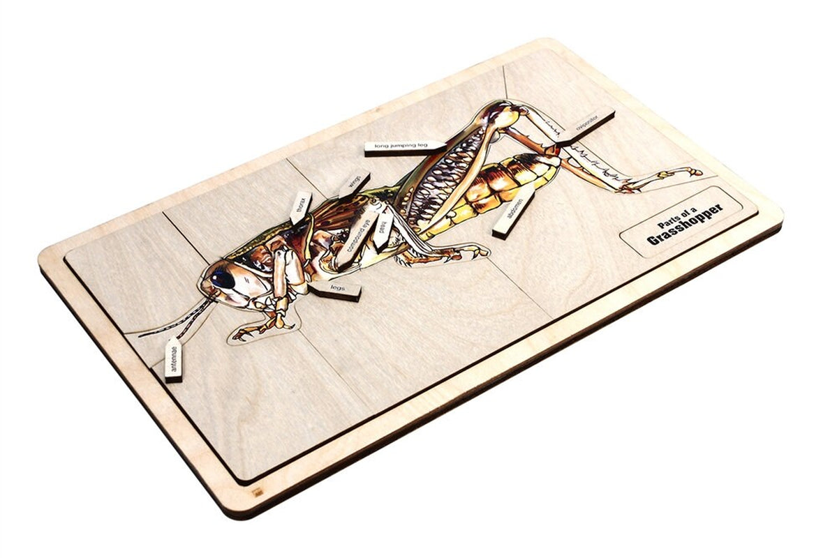 Parts of a Grasshopper Puzzle with Nomenclature Cards (6-9) (Printed) | Montessori Materials | Montessori Zoology | Three Part Cards