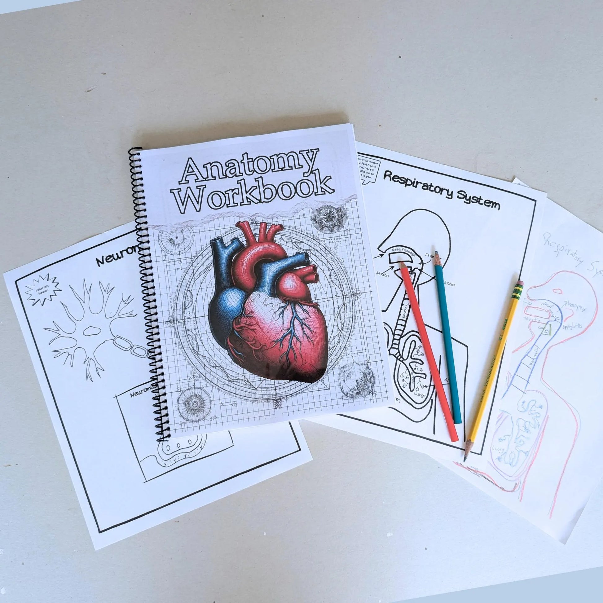 PRINTED Anatomy Workbook for Christian Homeschool Middle School Science Resource Guide for Challenge A and Classical Homeschooler Human Body