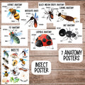 Insect Unit Study, Preschool Curriculum, Preschool Printable, Preschool Learning, Preschool Education, Montessori Materials, Homeschool