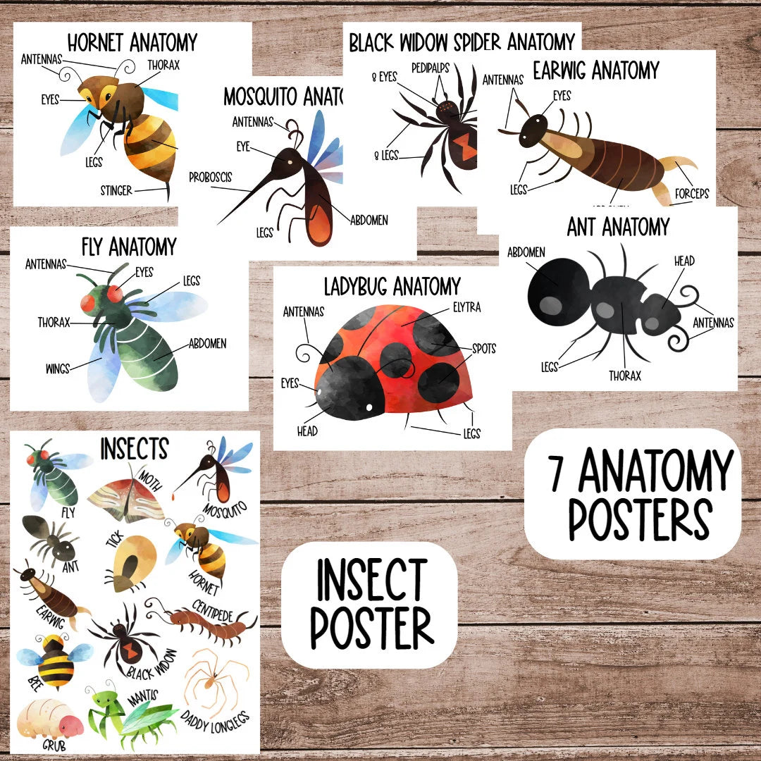 Insect Unit Study, Preschool Curriculum, Preschool Printable, Preschool Learning, Preschool Education, Montessori Materials, Homeschool