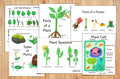 Science Posters and Workbook—12 Elementary Lessons for Kids on Biology & Botany and 14 Corresponding Memory Work Posters