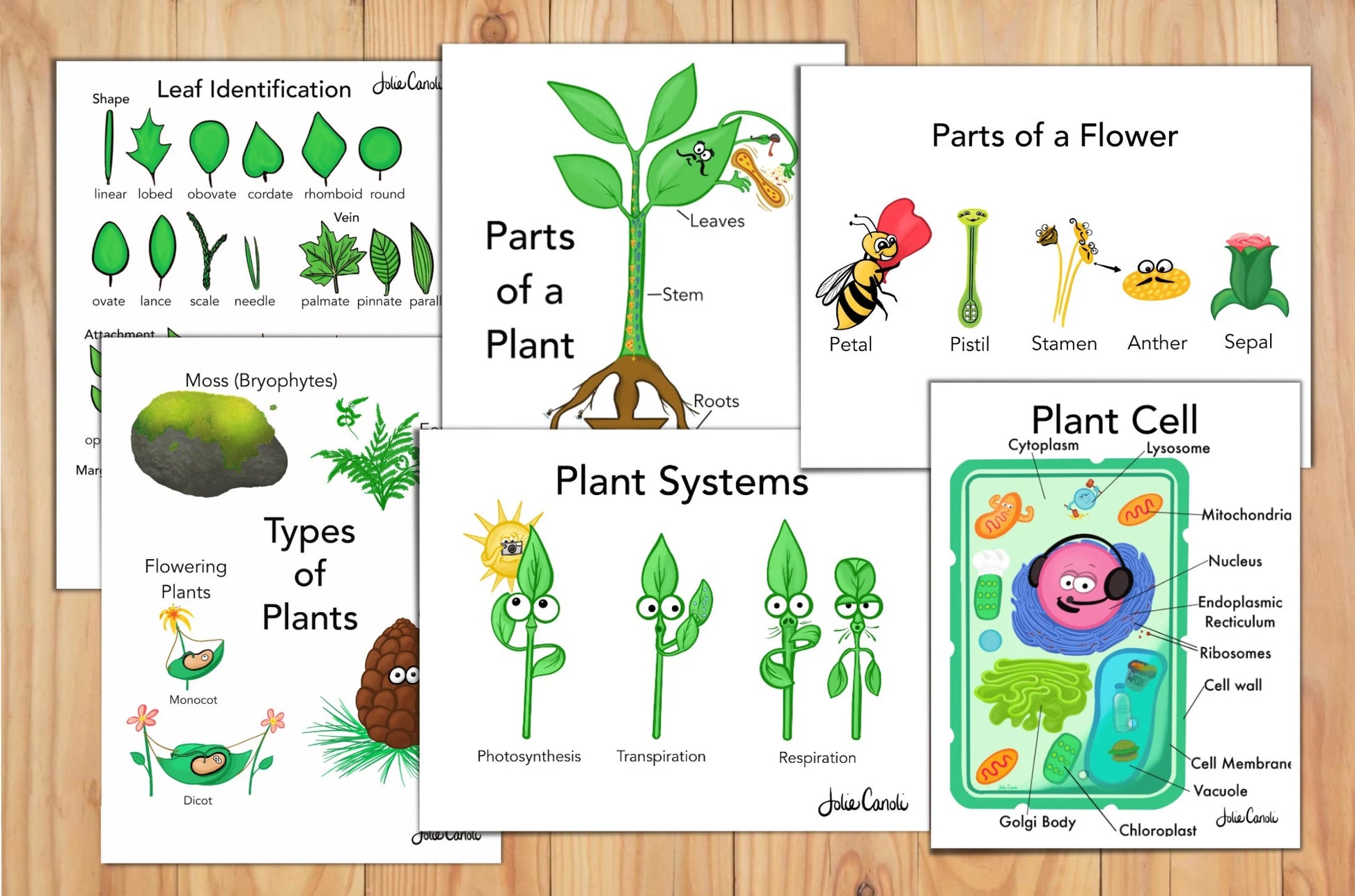 Science Posters and Workbook—12 Elementary Lessons for Kids on Biology & Botany and 14 Corresponding Memory Work Posters
