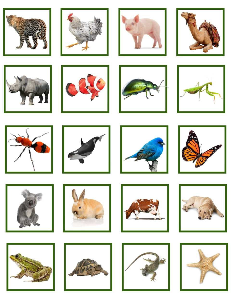 Montessori Science Plant & Animal Sort