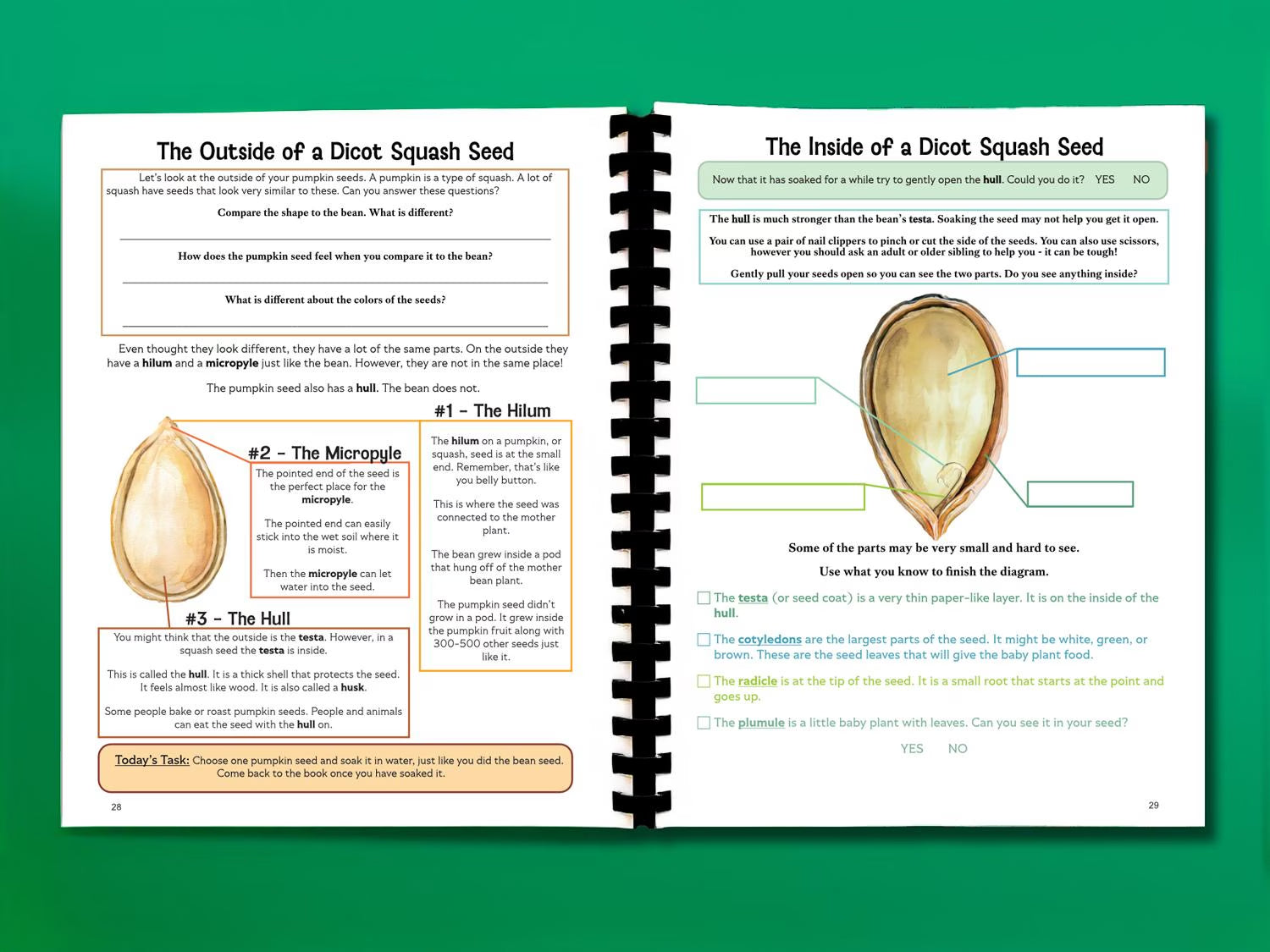 Botany Workbook for Homeschoolers - Grades 5–12 - Creative, Credit-Worthy Plant Science - Homeschool Middle School - Neurodivergent Friendly