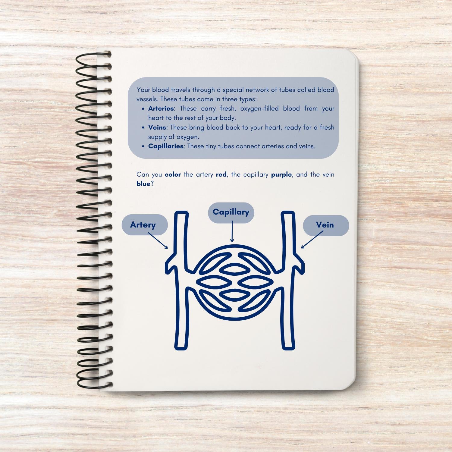 Circulatory system activity book | Printable Worksheets | Homeschool Resources | Anatomy Curriculum | Learning Activities | STEM for kids