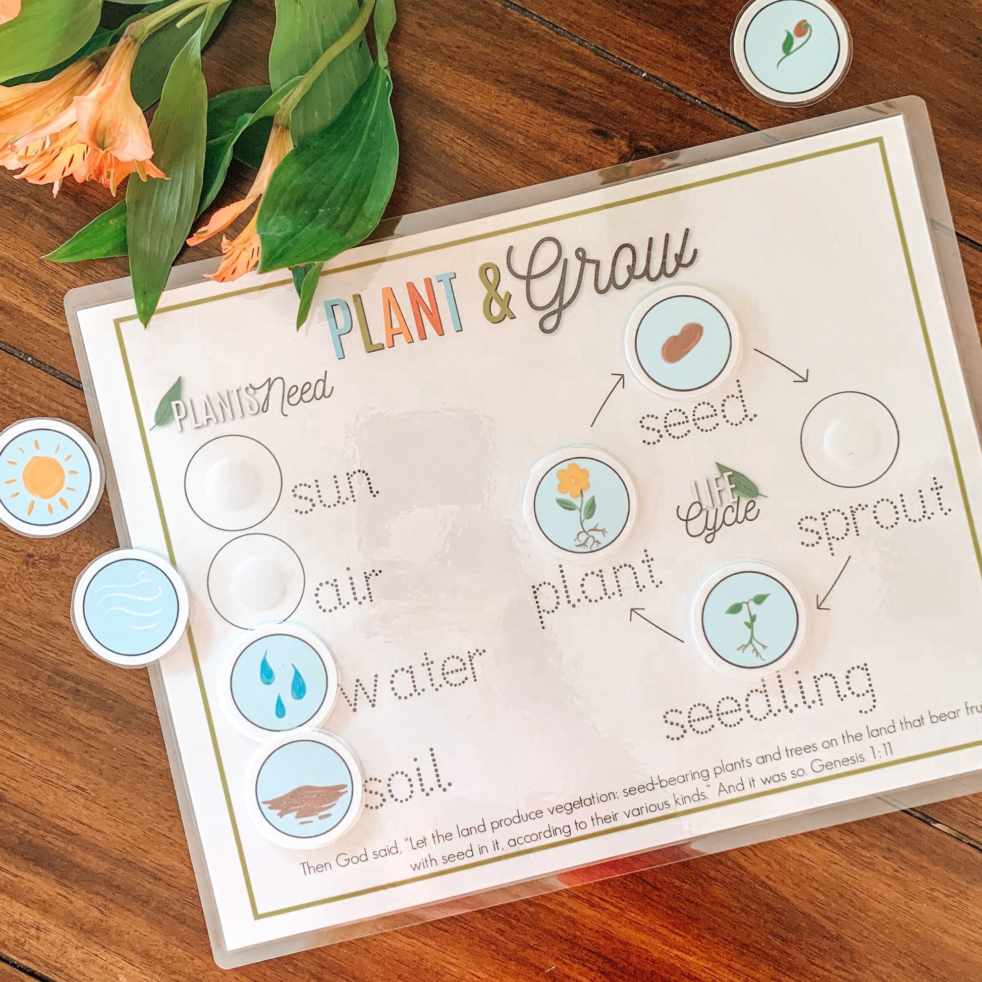 Plant Life Cycle Printable Activity, Kids Science Game, Nature Study, Botany Lesson, Preschool Kindergarten Curriculum, Homeschool Activity