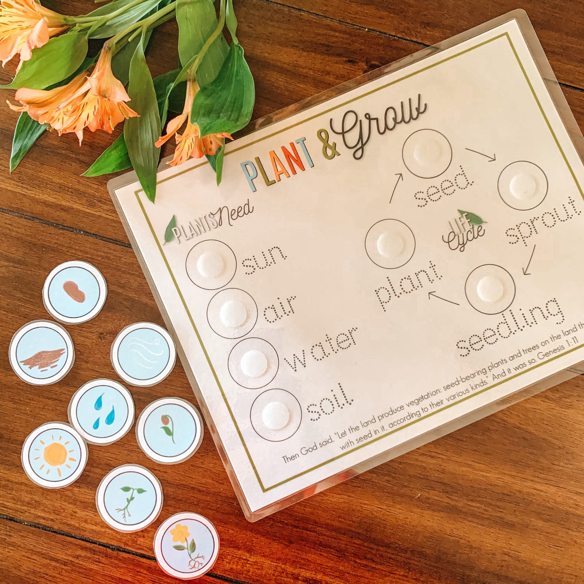Plant Life Cycle Printable Activity, Kids Science Game, Nature Study, Botany Lesson, Preschool Kindergarten Curriculum, Homeschool Activity