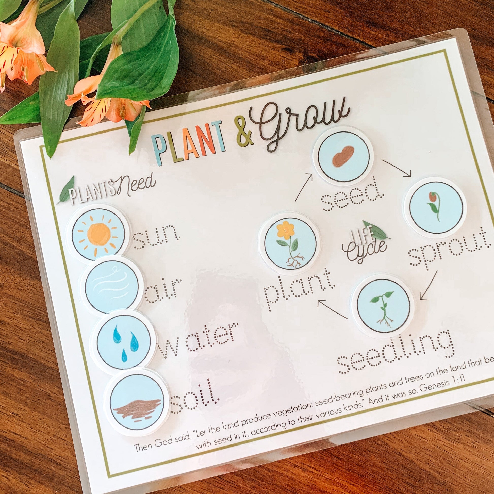 Plant Life Cycle Printable Activity, Kids Science Game, Nature Study, Botany Lesson, Preschool Kindergarten Curriculum, Homeschool Activity