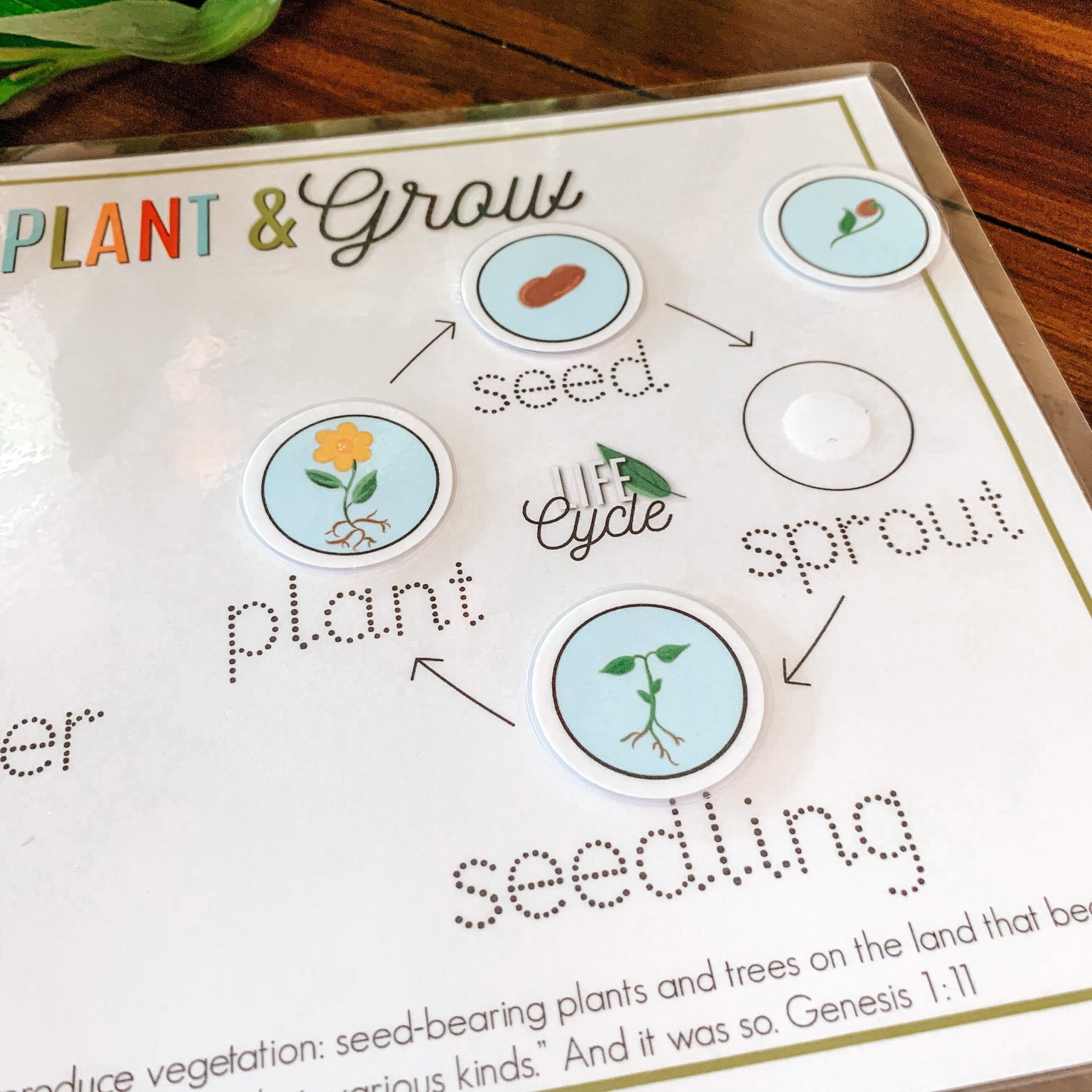 Plant Life Cycle Printable Activity, Kids Science Game, Nature Study, Botany Lesson, Preschool Kindergarten Curriculum, Homeschool Activity