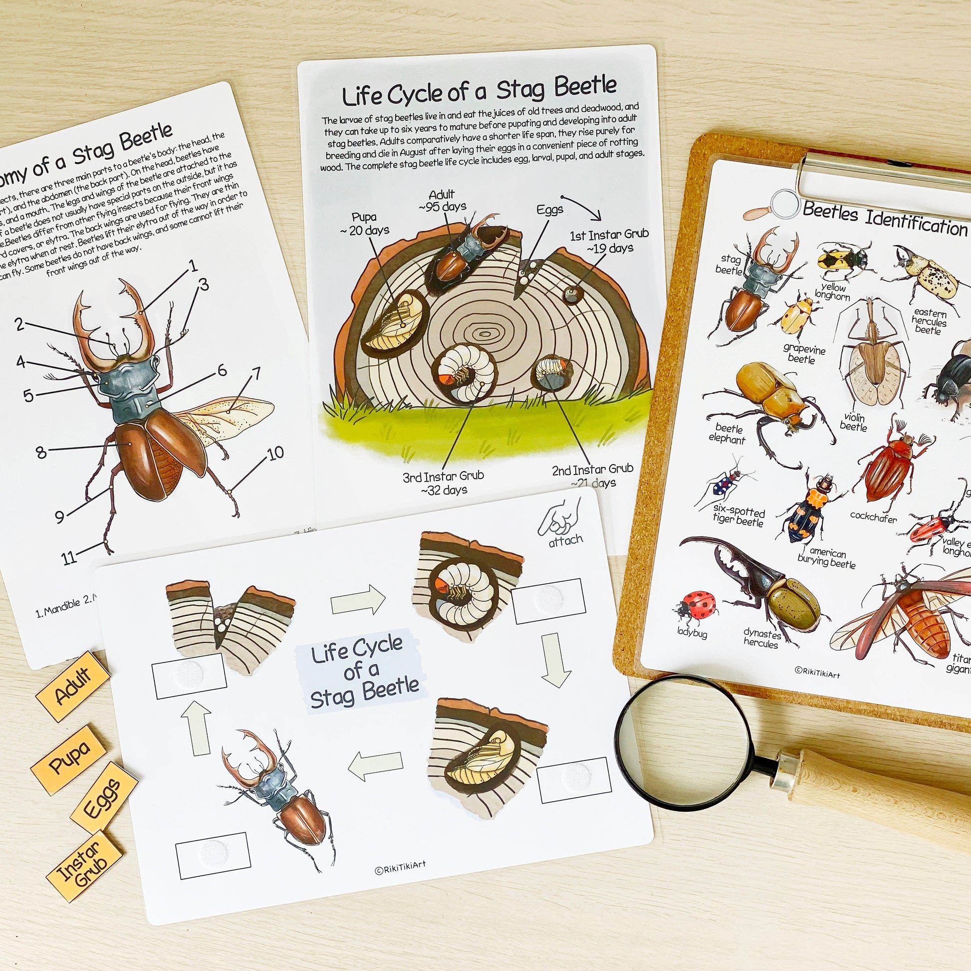 Printable Nature Journal Homeschool Learning Materials Charlotte Mason Nature Study Preschool Curriculum Toddler Busy Book Printable