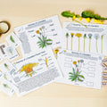 Printable Nature Journal Homeschool Learning Materials Charlotte Mason Nature Study Preschool Curriculum Toddler Busy Book Printable