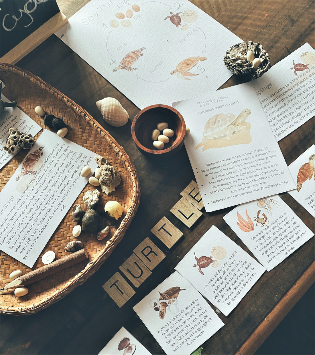 SEA TURTLE mini unit printable pack-Charlotte mason inspired