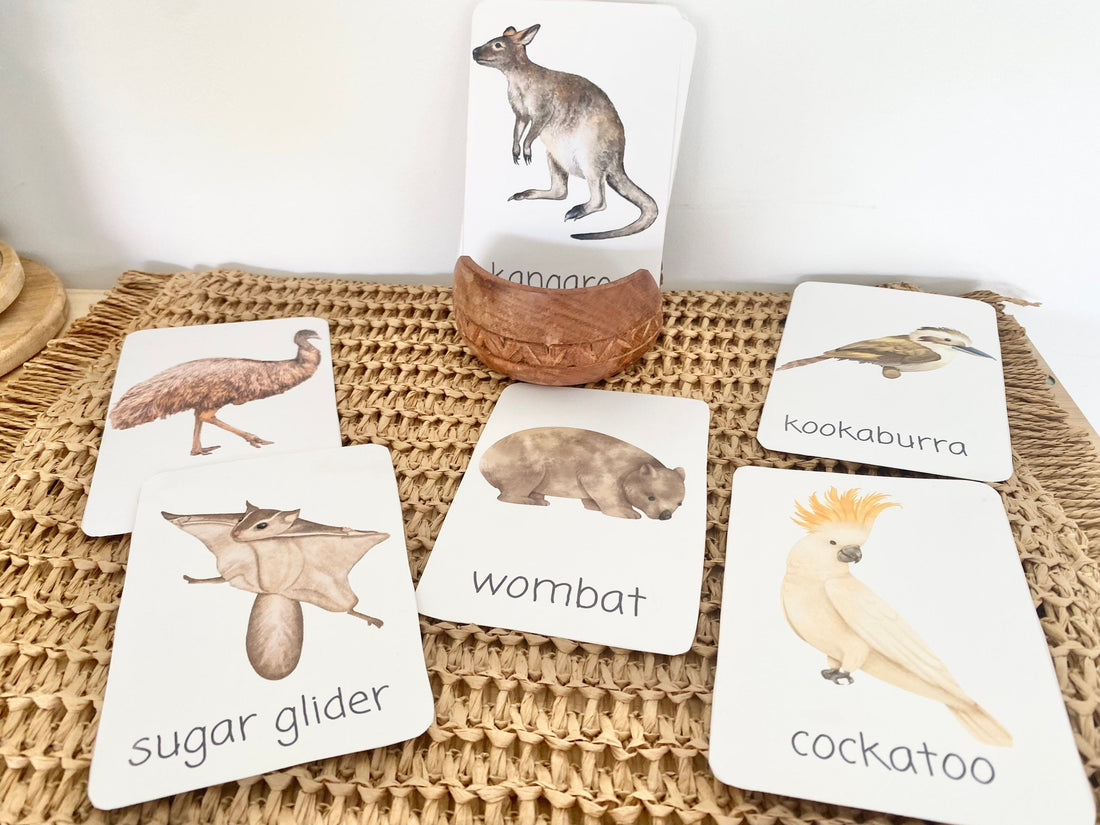 AUSTRALIA flashcards |VOCABULARY - Ausisie native animal | morning basket