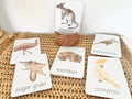 AUSTRALIA flashcards |VOCABULARY - Ausisie native animal | morning basket