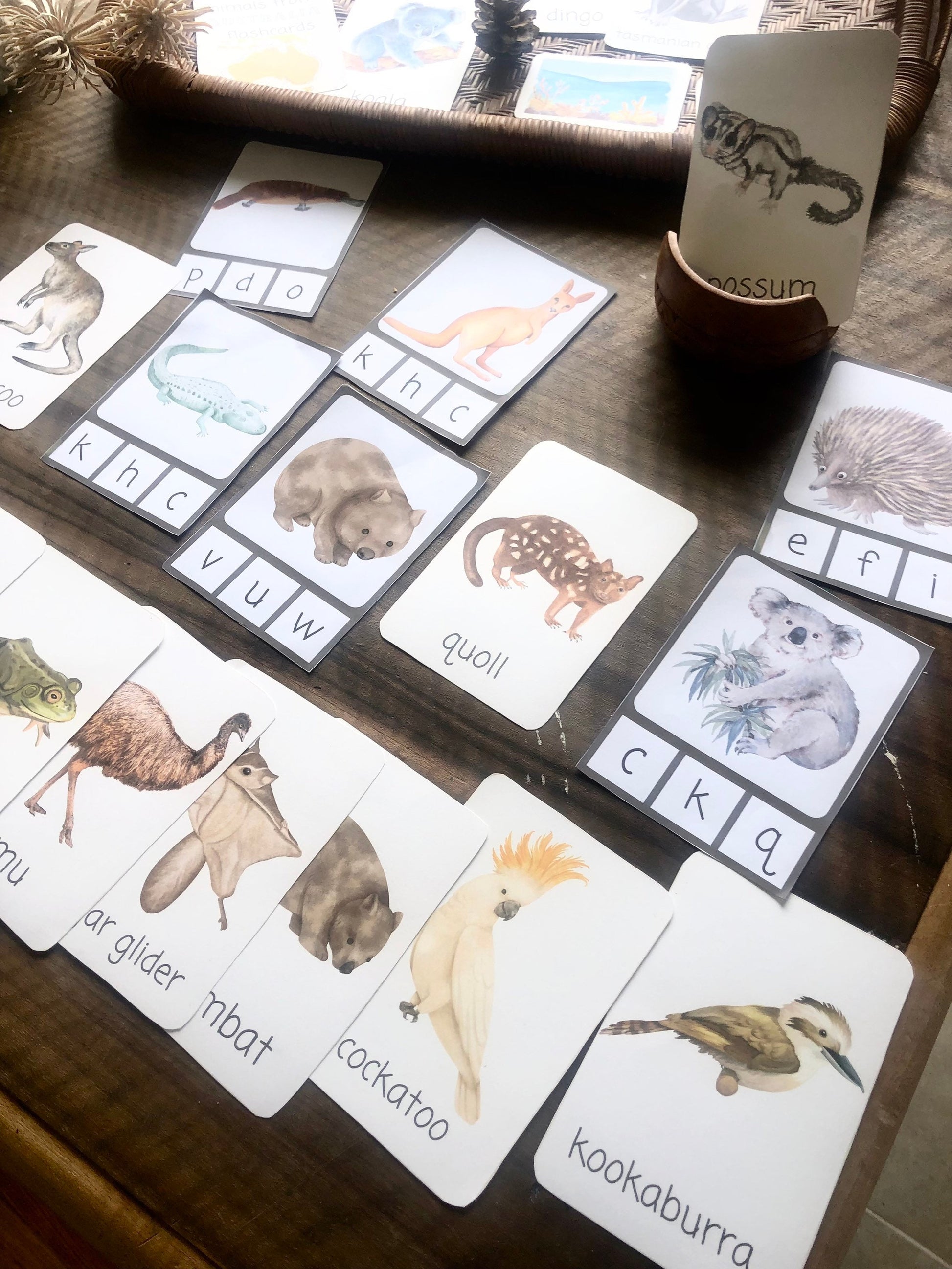 AUSTRALIA flashcards |VOCABULARY - Ausisie native animal | morning basket