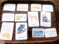 AUSTRALIA flashcards |VOCABULARY - Ausisie native animal | morning basket