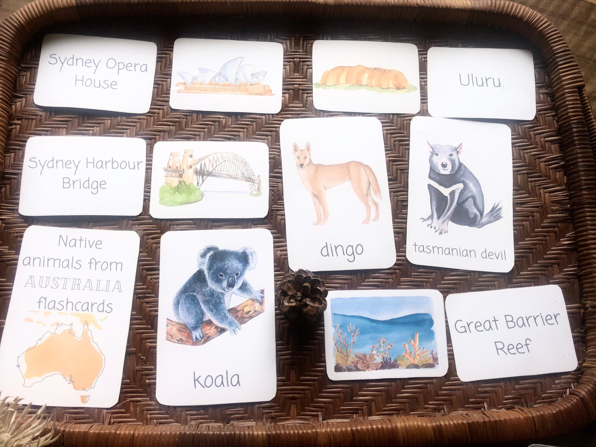 AUSTRALIA flashcards |VOCABULARY - Ausisie native animal | morning basket