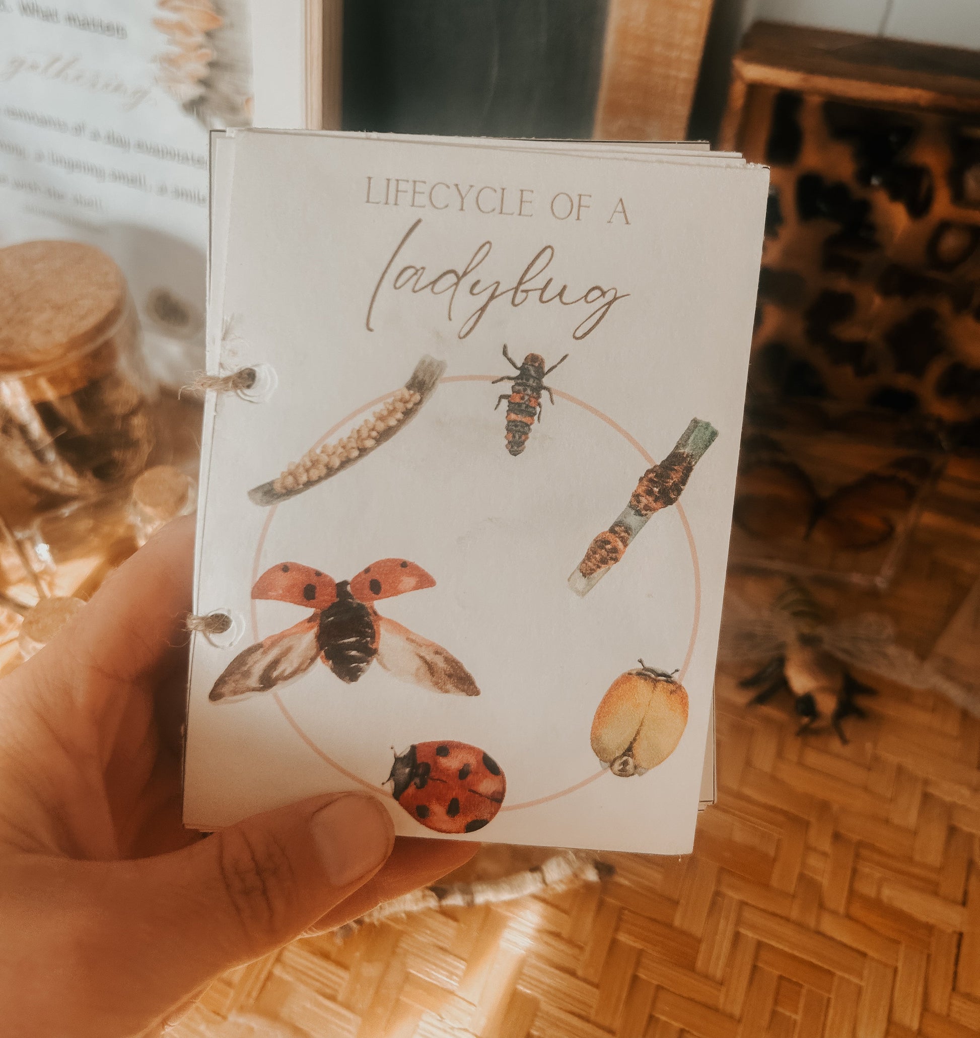 24x mini LIFECYCLE FLASHCARDS