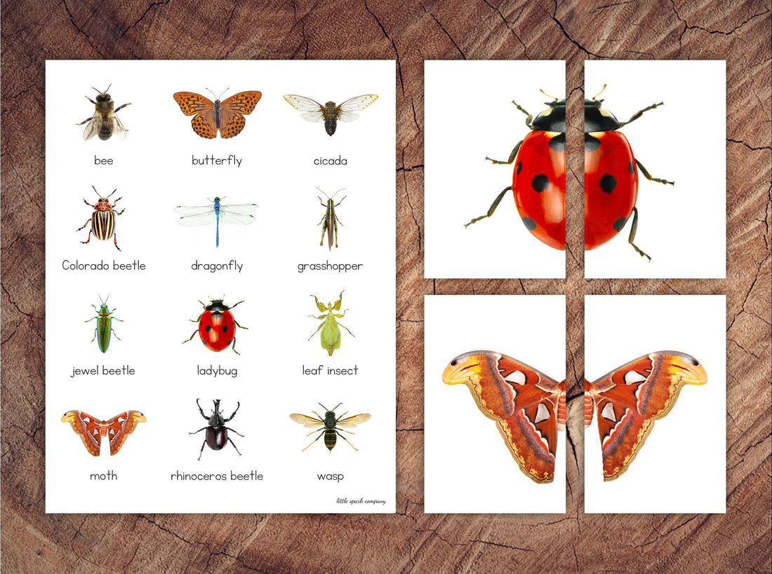 Insect Symmetry Puzzles, Matching Cards, Toddler Preschool Activity