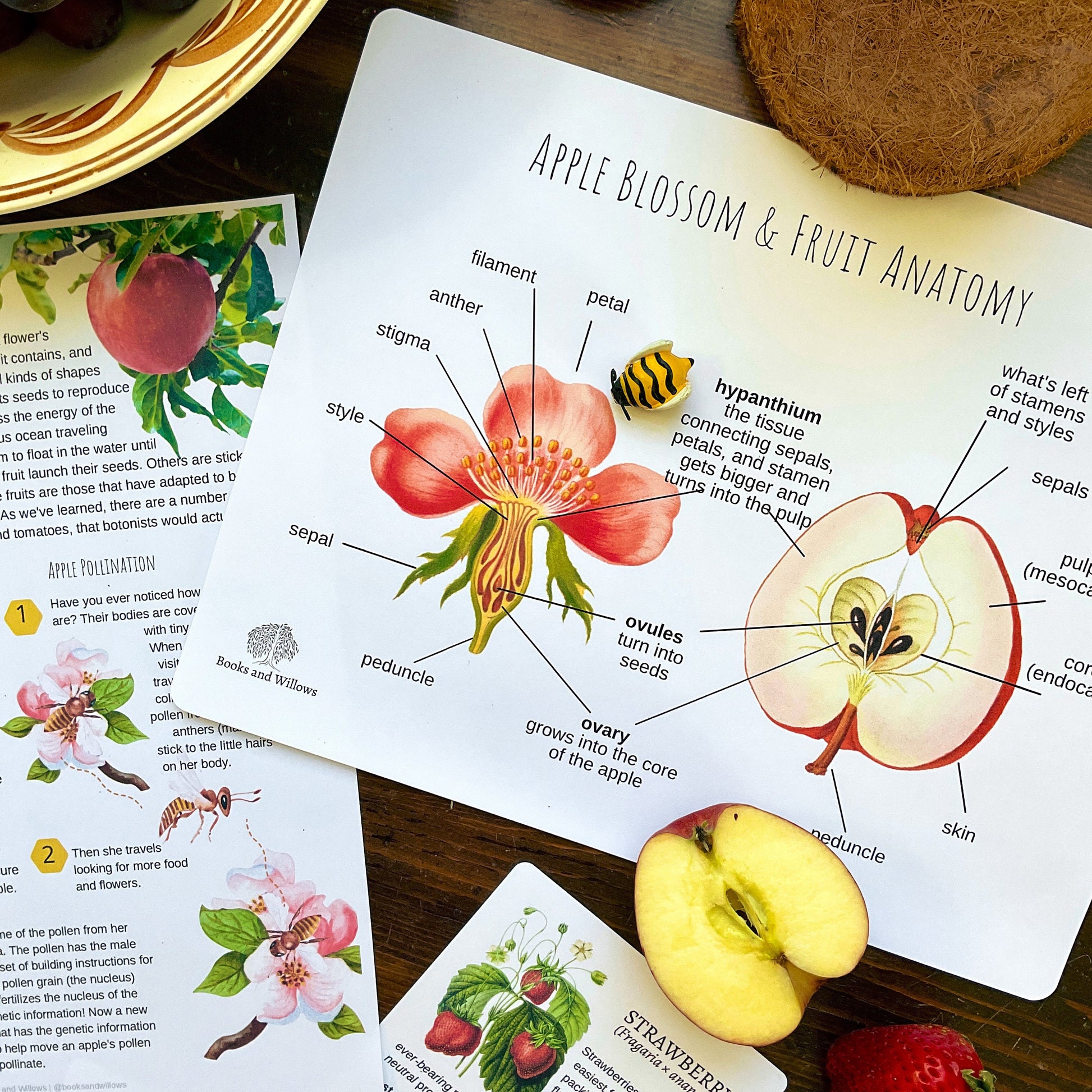 Homestead Gardens Unit Study - Curious Trails | Plant Study | Homeschool Curriculum